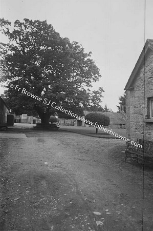 BORRIS HOUSE  ARTHUR MC MURROUGH KAVANAGH MP TREE IN COURTYARD